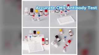 ชุดทดสอบ CMV ELISA ตรวจหาแอนติบอดี Cytomegalovirus