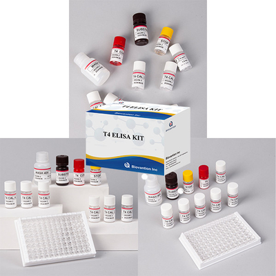 การทดสอบฮอร์โมนไทรอยด์ที่ใช้บ่อย T4 Triiodothyronine ELISA TEST KIT