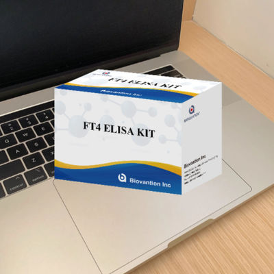 สําหรับห้องปฏิบัติการหรือโรงพยาบาล ความแม่นยําสูง Thyroxine FT4 Free Elisa Test Kit