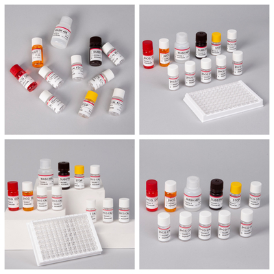 β-hCG ((ปริมาณ) 1 ชั่วโมง Elisa Test Kit สําหรับความรู้สึกและความเฉพาะของแอนติบอดี