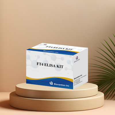 FT4 กล่องทดสอบการวินิจฉัยทางการแพทย์ที่เชื่อมโยงกับเอ็นไซม์ (Enzyme-linked Immunosorbent Assay Test Kit) ด้วยความเฉพาะสูง