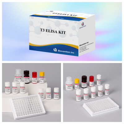 T3 การวินิจฉัยทางการแพทย์ Enzyme-linked Immunosorbent Assay Test Kit With High Specificity ชุดทดสอบการตรวจสอบการหลอดเลือดขอดที่เชื่อมโยงกับเอ็นไซม์