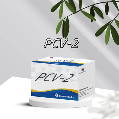 การทดสอบ WB/S/P PCV-2 ELISA สําหรับสารปฏิกิริยาสัตว์