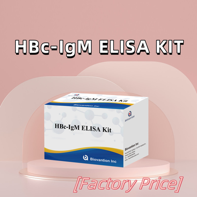 การทดสอบตัวประกอบการวินิจฉัย HBc IgM ที่มีความแม่นยําสูง ด้วยชุดทดสอบการตรวจสอบอัมโมโนสอร์เบนต์ที่เชื่อมโยงกับเอ็นไซม์