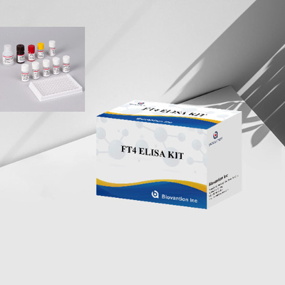 FT4 Elisa Test Kit Thyroxine Free Enzyme-Linked Immunoassay Kit การทดสอบปริมาณ