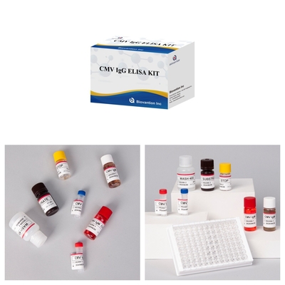 Biovantion High-Sensitivity CMV ELISA Reagent Kit สําหรับการตรวจหาแอนติบอดีต่อไวรัสไซโตเมกัลโอไวรัส