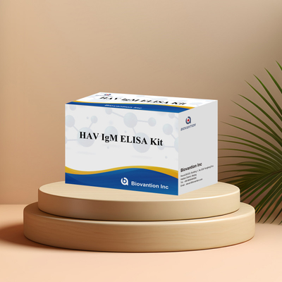 HAV IgM ELISA Kit ความรู้สึกสูง โรคตับอักเสบ A การตรวจพบไวรัส การตรวจสอบการวินิจฉัยที่แม่นยําที่น่าเชื่อถือสําหรับห้องปฏิบัติการคลินิก