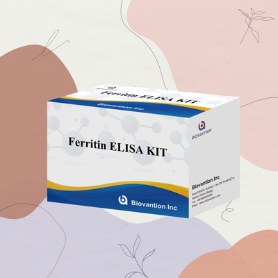 Biovantion ความรู้สึกสูง Ferritin Elisa Test Kit การตรวจหาปริมาณสําหรับการวินิจฉัยและการวิจัย