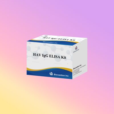 HAV IgG ELISA Kit ความรู้สึกสูง (0.2 ng/mL) มีใบรับรอง CE สําหรับการตรวจหาไวรัสโรคตับอักเสบ A ที่แม่นยําใน 96 การทดสอบ