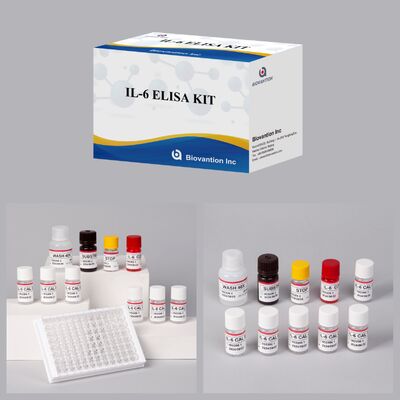 IL-6 Interleukin-6 Human ELISA Kit ด้วยความแม่น 99% อายุการใช้งาน 24 เดือน และ 96 การทดสอบ/Kit