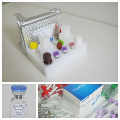 ชุดทดสอบ TB-IGRA Elisa อ่อนโยนและแม่นยําสําหรับการตรวจพบบิโอมาร์เกอร์อย่างแม่นยํา